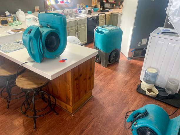 Best Mold removal after water damage  in Ovid, MI